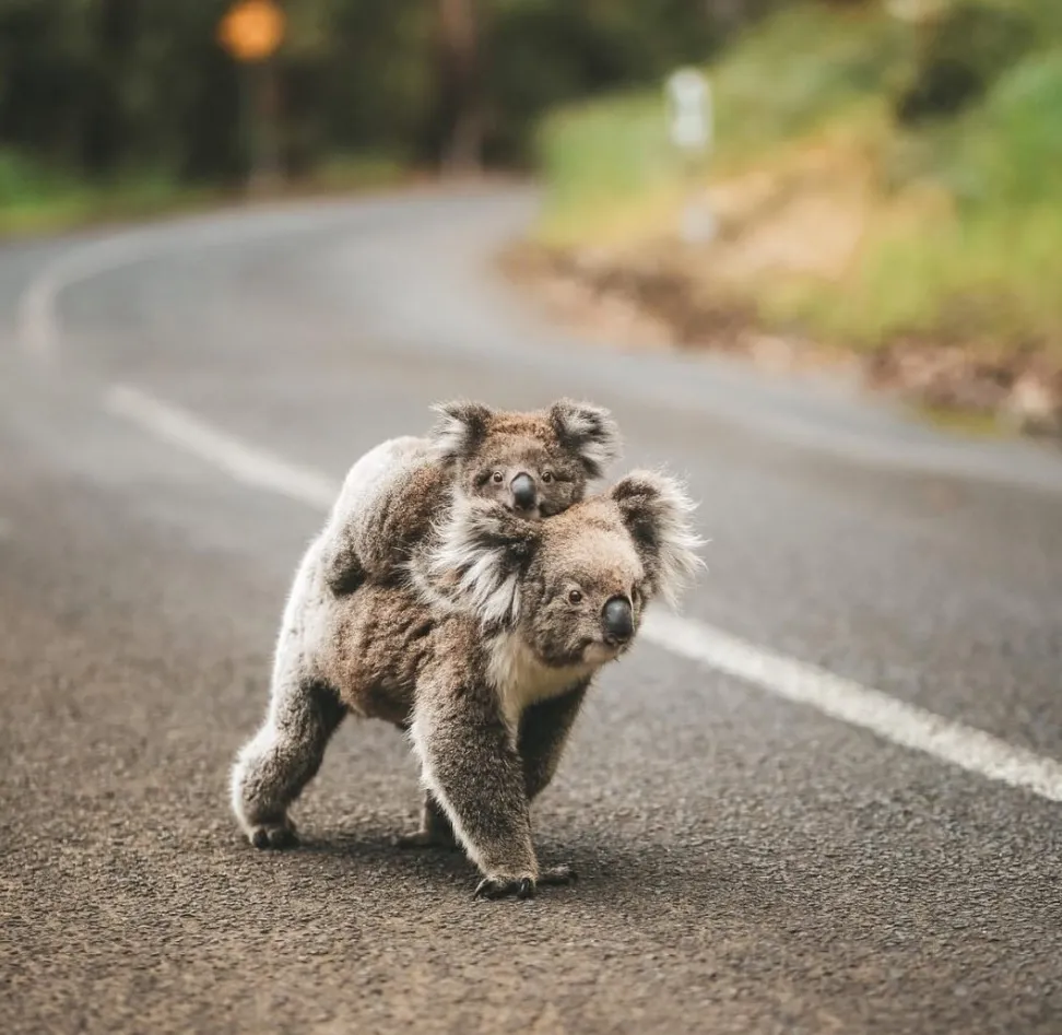 Great Otway National Park