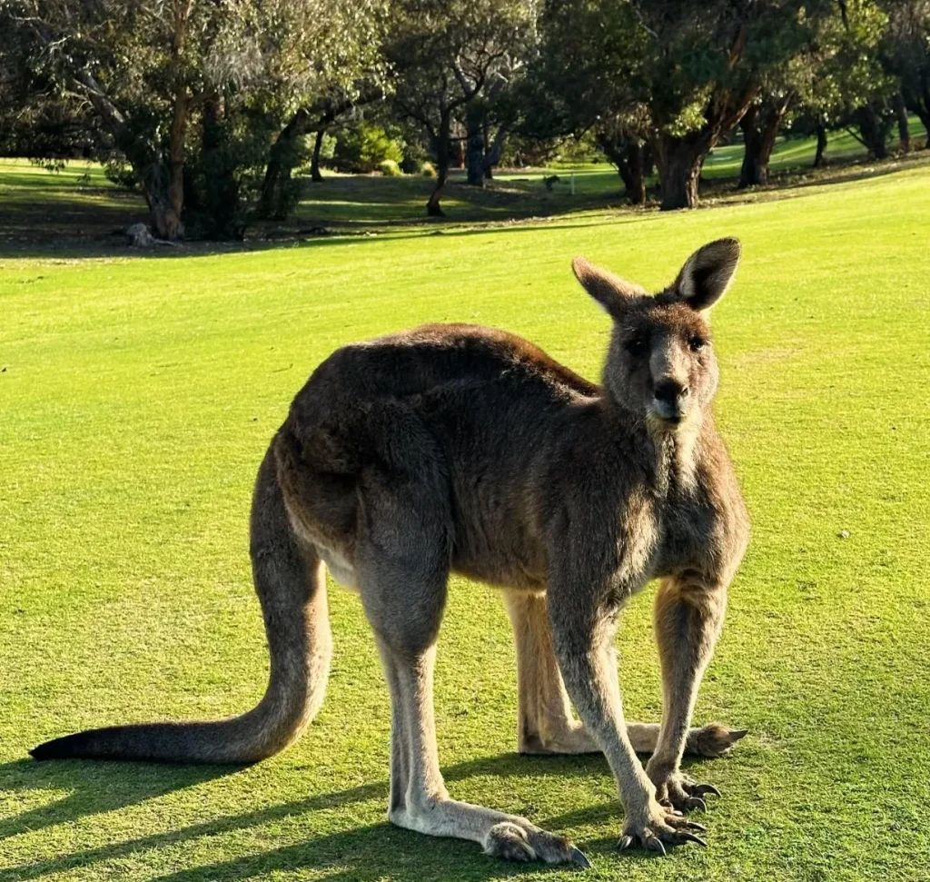 Kangaroos at Lorne Golf Course