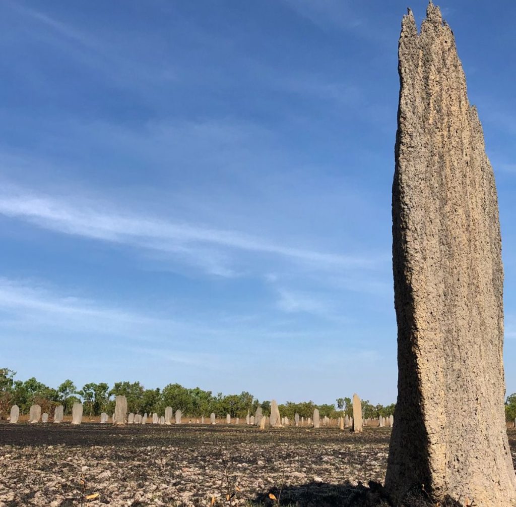 Magnetic Termite Mounds