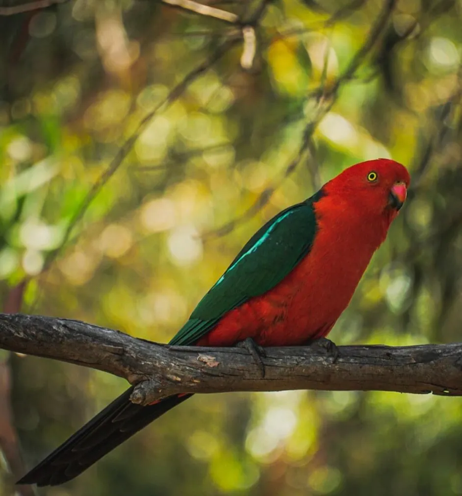 Wildlife Encounters at Great Ocean Road