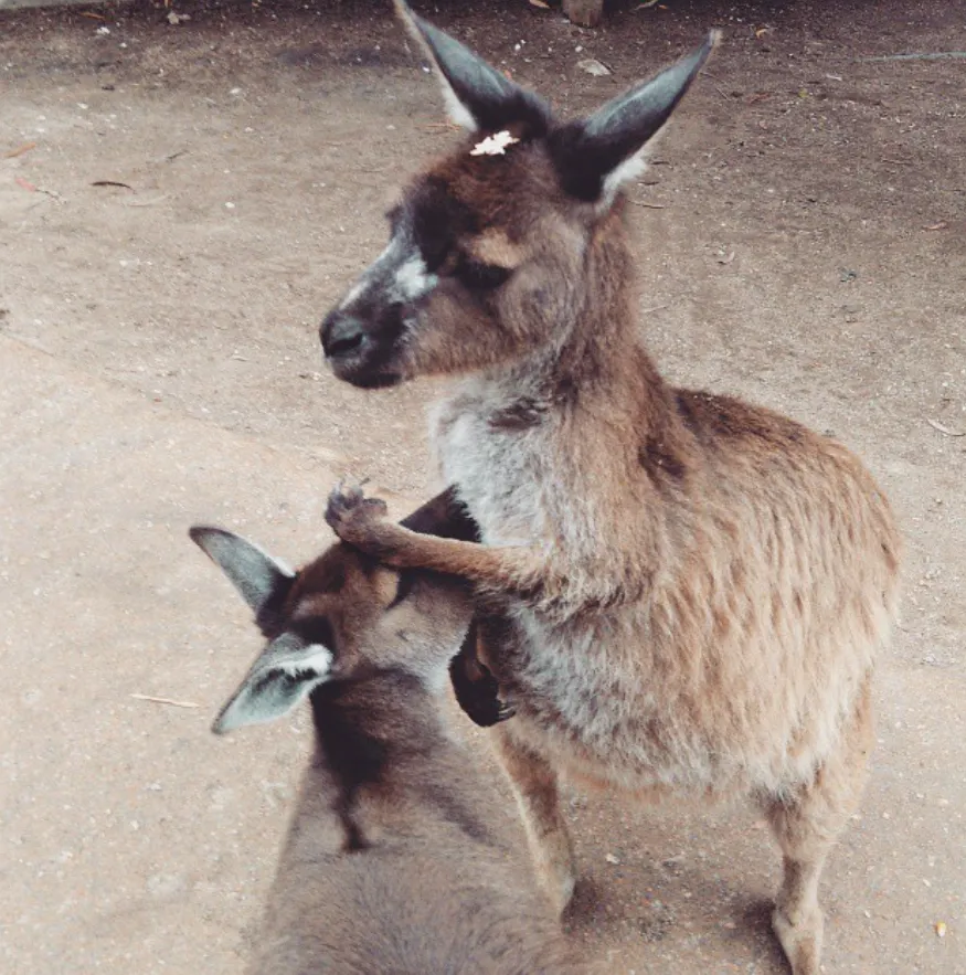 Ballarat Wildlife Park