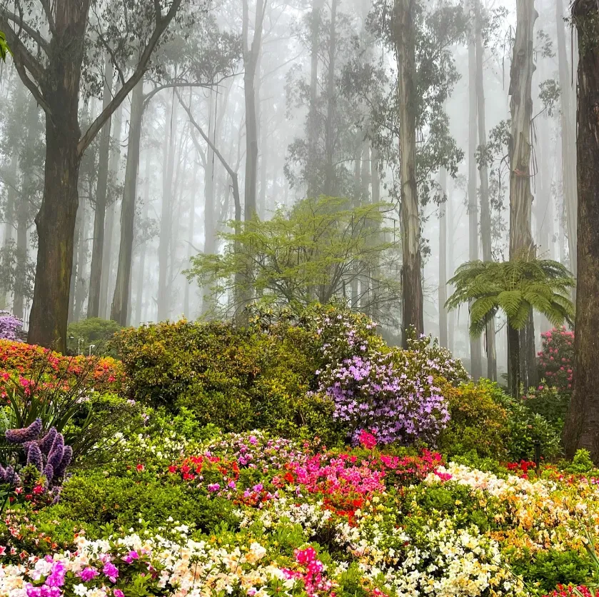 Dandenong Ranges