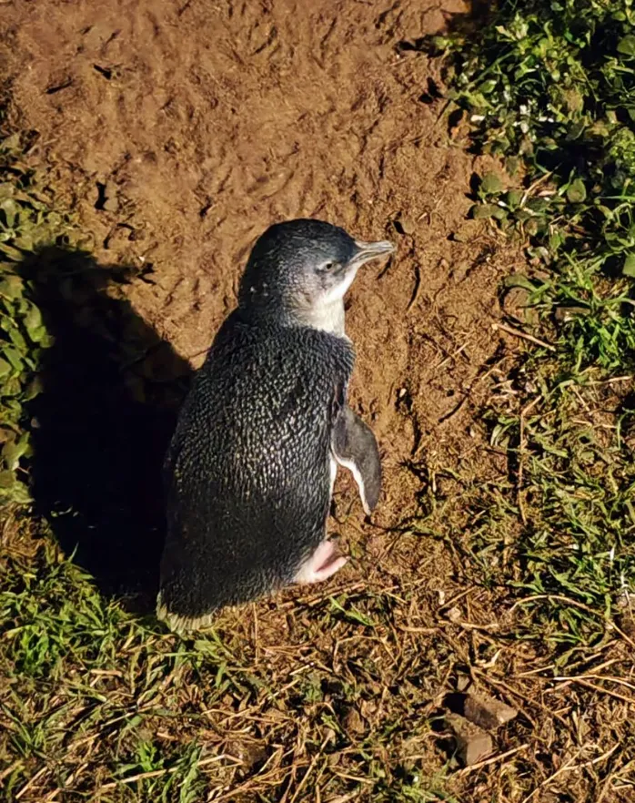 Penguin Parade