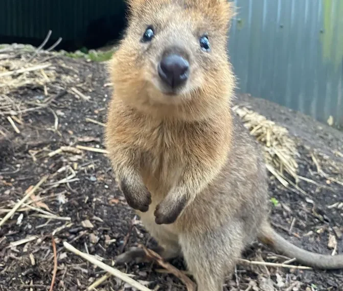 Yarra Valley’s Wildlife Parks