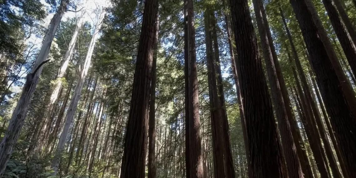 Great Otway National Park entry fee