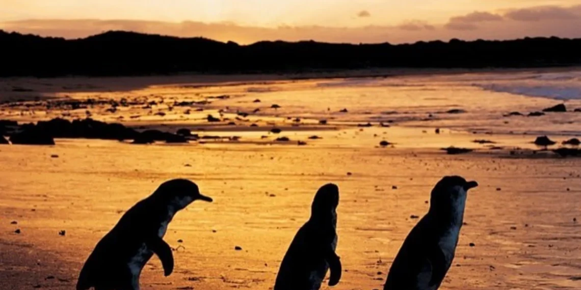 Penguin Parade Without Paying