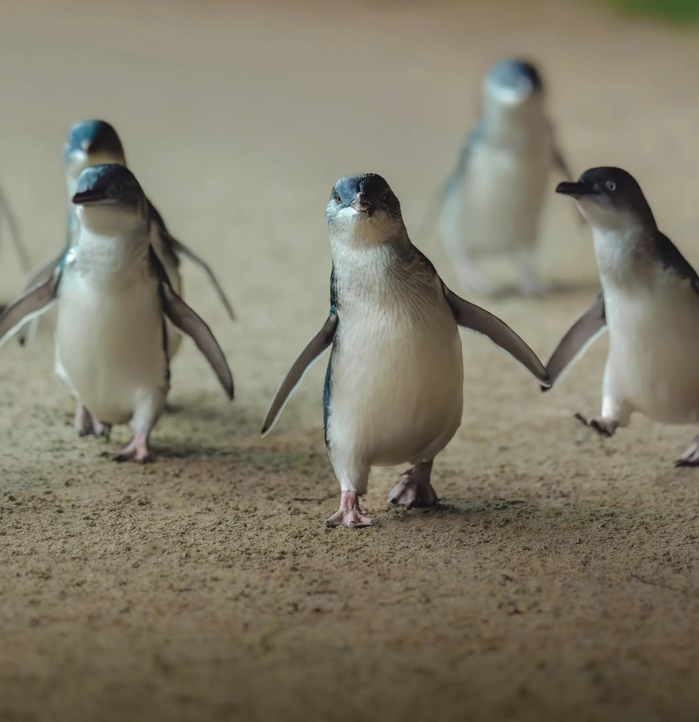 Penguin Parade viewing area