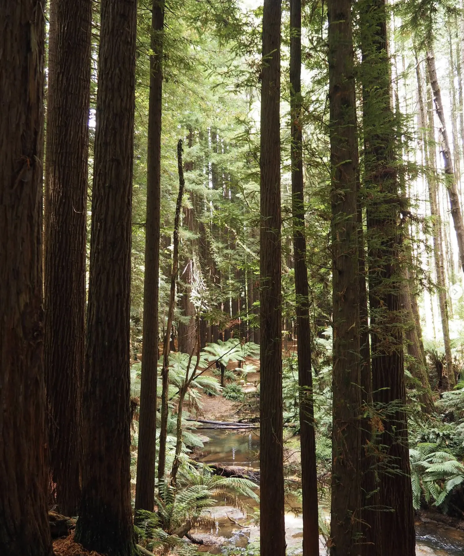 Rainforest Hiking