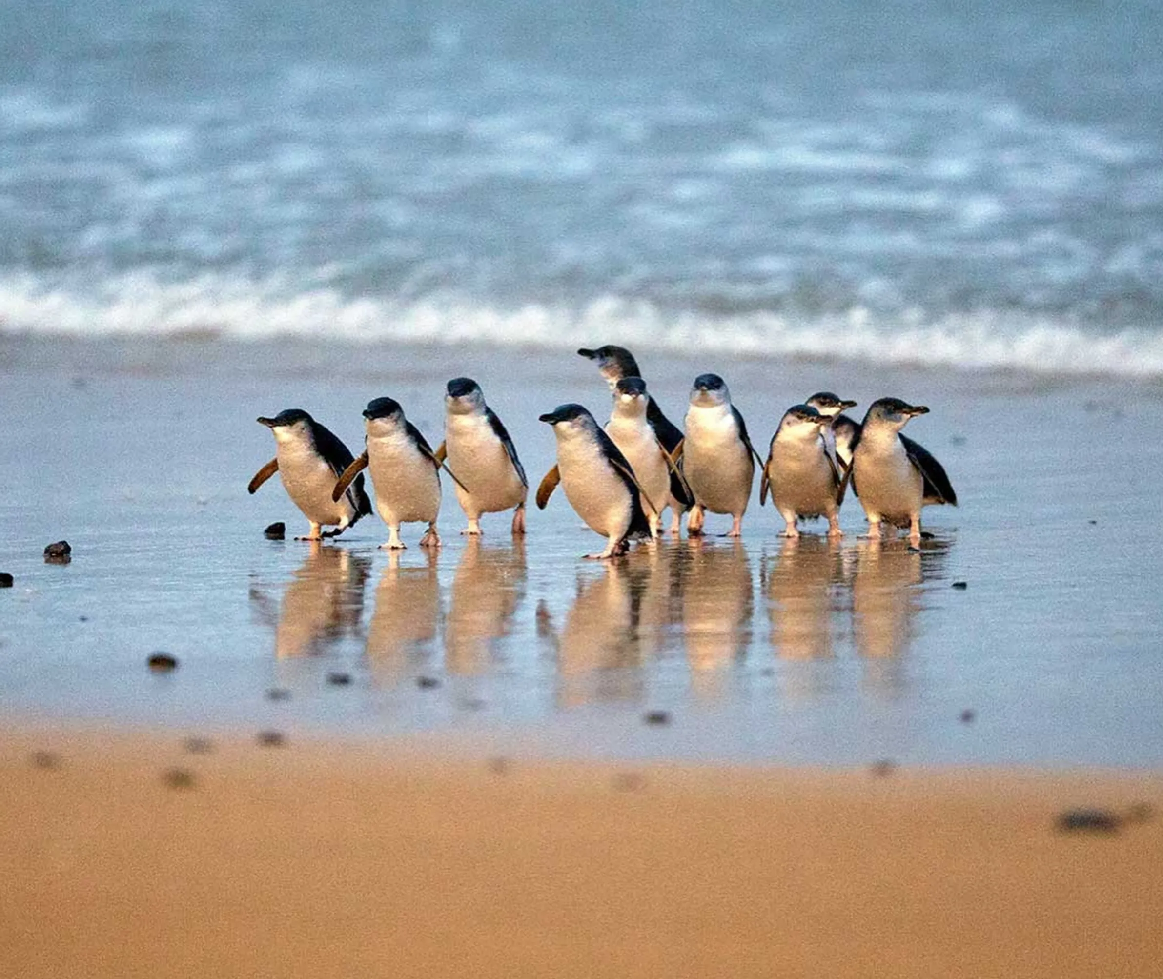 penguin highway