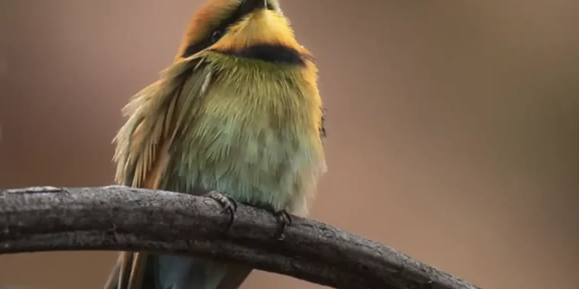 What Animals Live in Katherine Gorge?